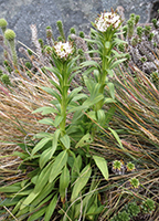 Falkland-Rock-Cress